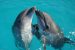 Google builds AI that might reveal what dolphins are saying